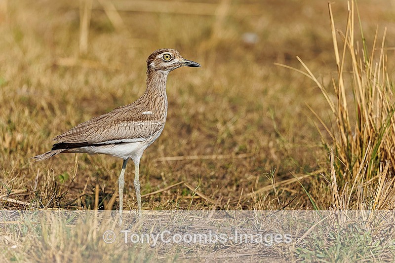 Water Thick-knee - Botswana ~ Birds