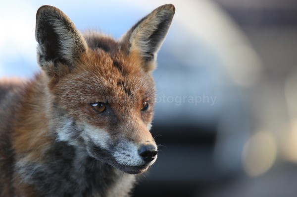 Urban Fox, Bristol _ UR092 - Urban Foxes, Bristol, Great Britain