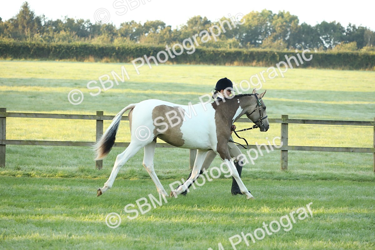 SBM_57798 - S42 - Youngstock