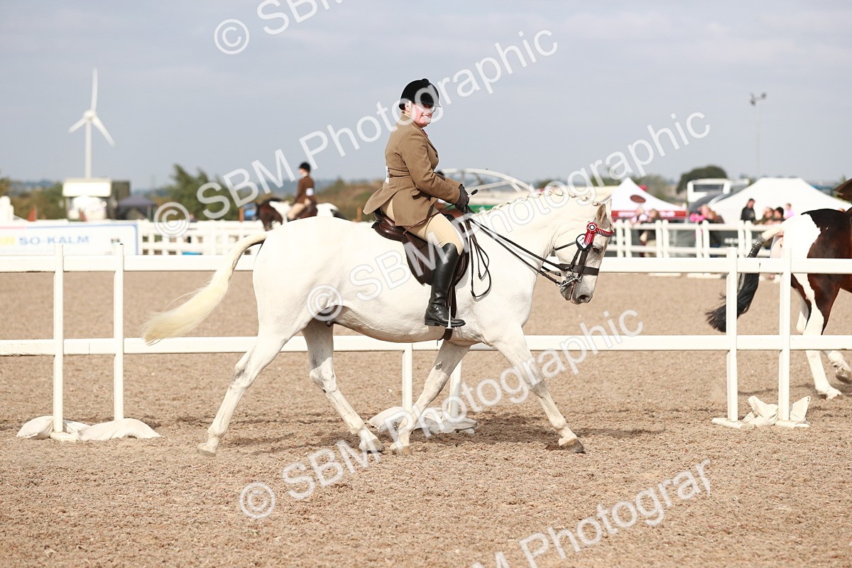SBM_17465 - Class 215 Ridden Hack/ Riding Horse