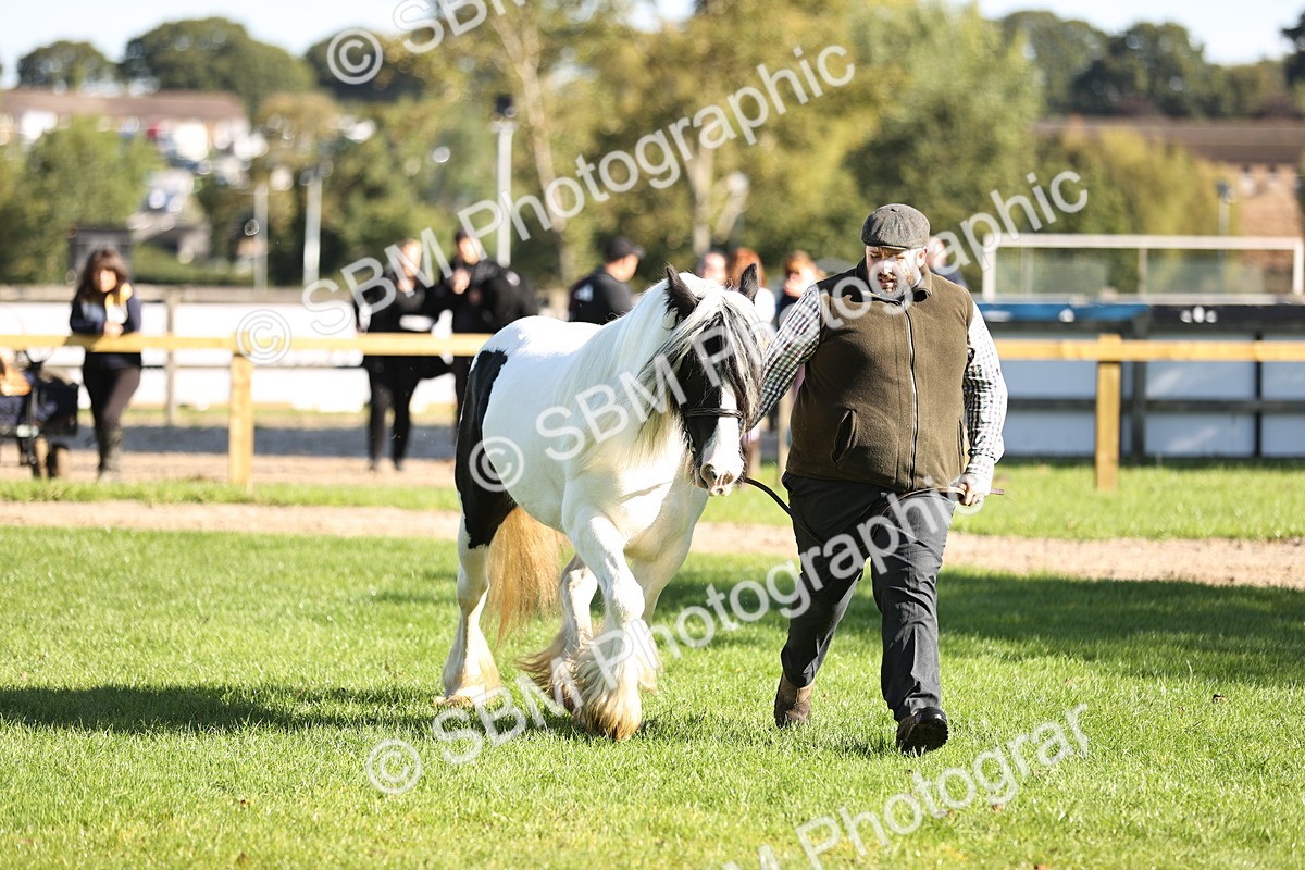 SBM_15910 - S1 - TSR in Hand Horse & Pony Showing