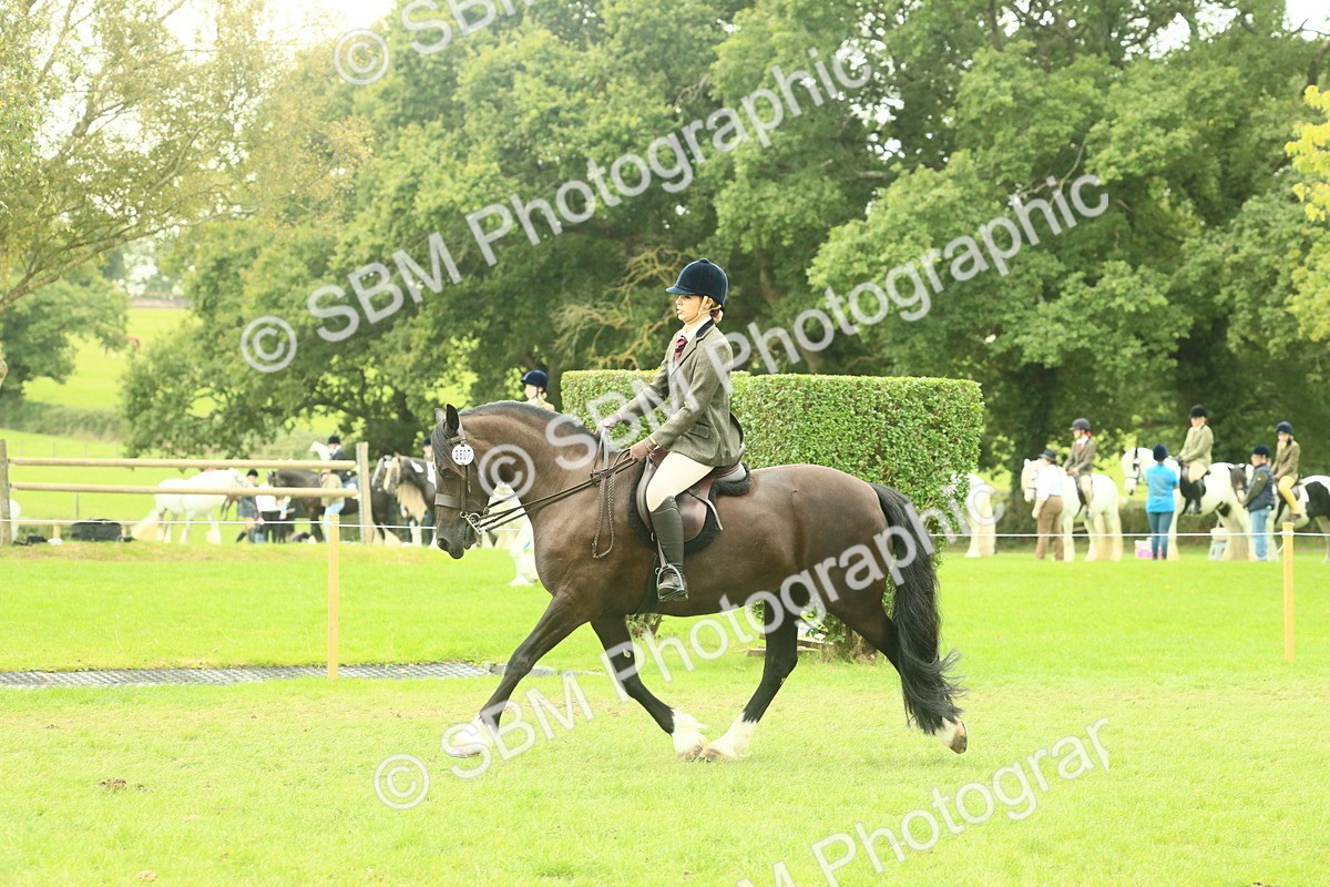 SBM_72159 - S60 - Mountain & Moorland Ridden Large Breeds