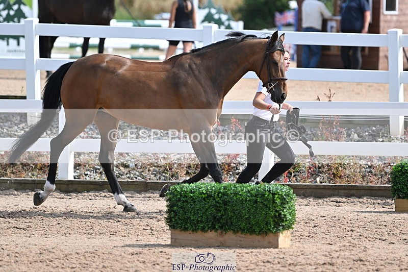 240717A-160241-03286 - Trot Up 4pm to 5pm