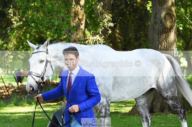 230524-163024-00913 - 118-HIGH_HOPES_VIKING-Harry_Meade-WEDTrotUp+DR