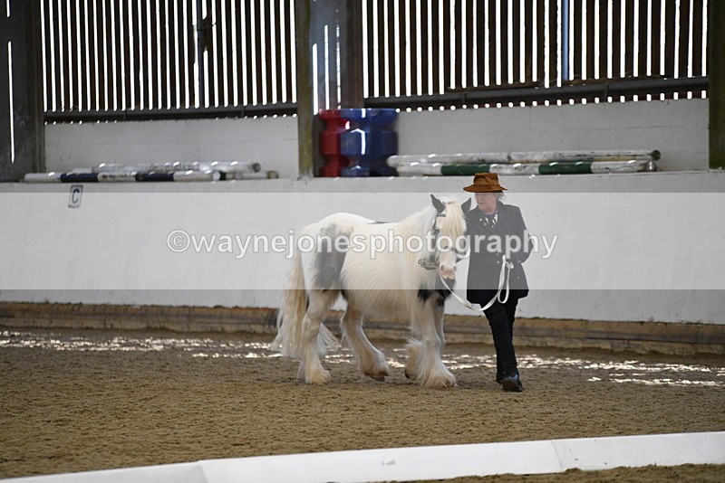 WJ5_5446 - Class 8 In hand cob