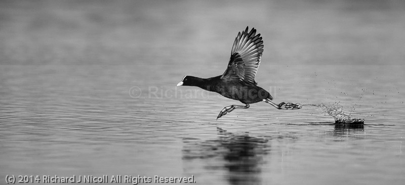 Coot (Fulica atra) running on water - Coot (Fulica atra)