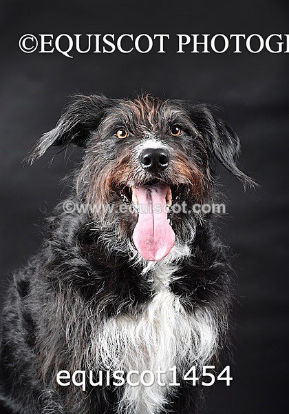 equiscot1454 - RUSSO