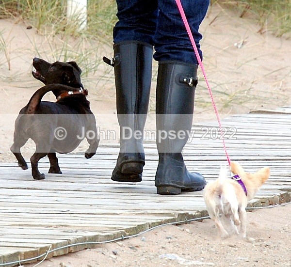 Wee Pals - Walking the Dog