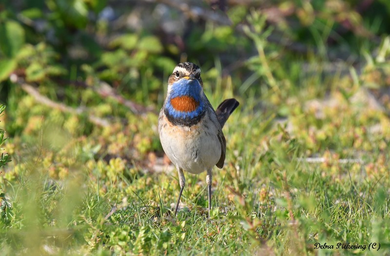 Red-spotted Bluethroat - Birds