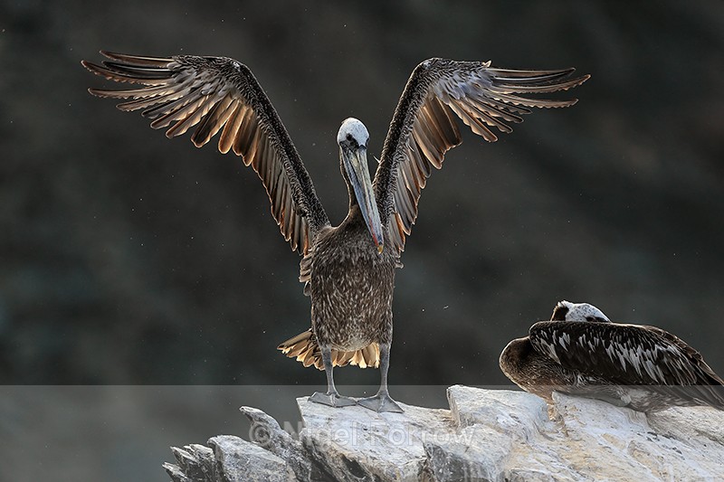 Peruvian Pelican flapping wings, Chile - Peruvian Pelican