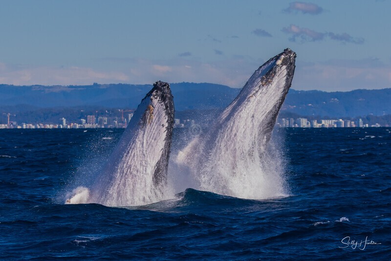 Double Breach 1. 0A3A2660 - 2025 Whales
