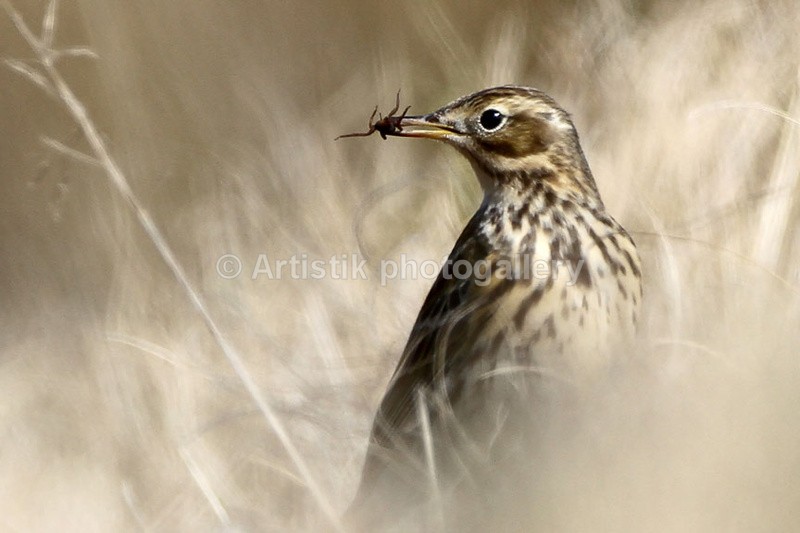  - Wildpiks by Dave O'Shea