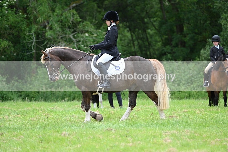 WJ7_4169 - Class 14A Handsome Gelding