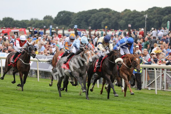 yr18082022r2-31 - Race 2 2.25pm Goffs UK Harry Beeby Premier Yearling Stakes