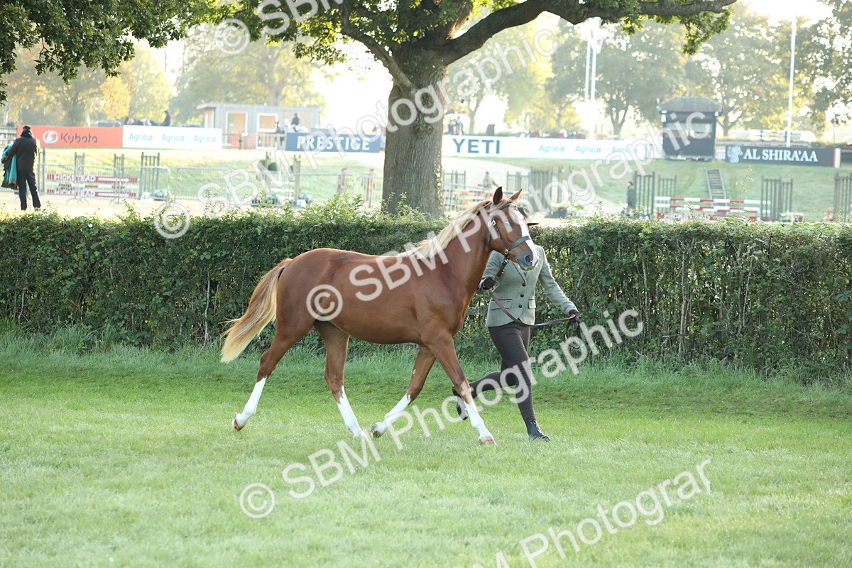 SBM_57807 - S42 - Youngstock