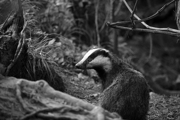  - Wildlife, Mammal Photography, Great Britain