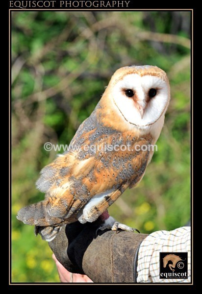 equiscot 1572 - MMi - Clan Wallace Movie Mercenaries International