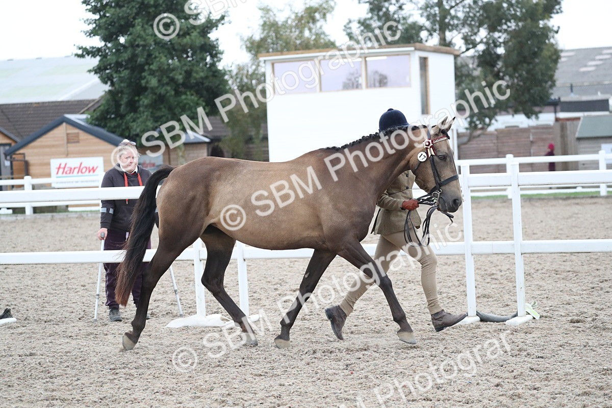 SBM_18381 - Class 318 IH Part bred Horse/Pony