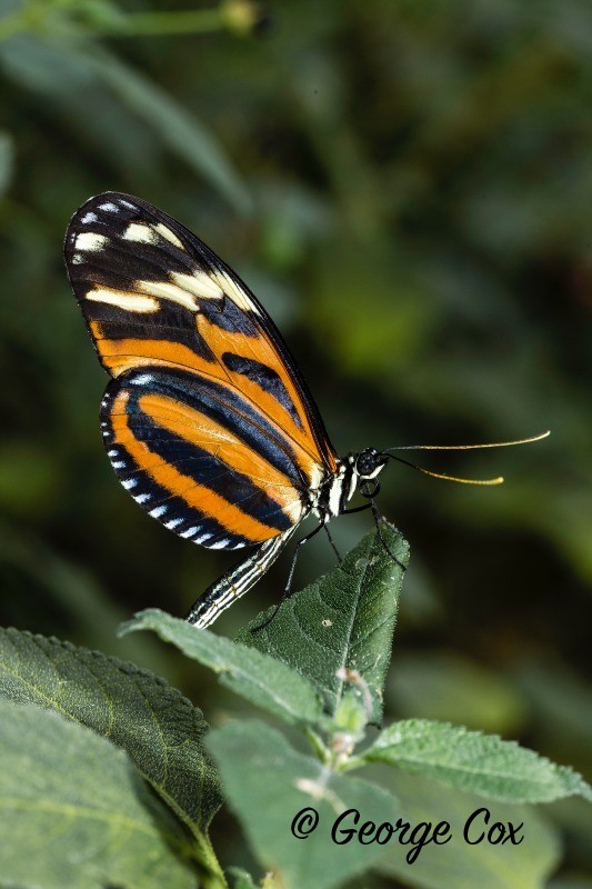 Tigerwing Butterfly