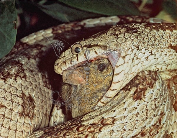 Florida King Snake eating Mouse - ANIMALS