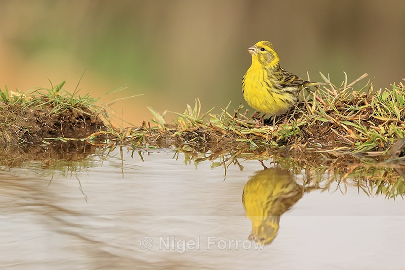European Serin (male) reflection, Claret, Spain - European Serin