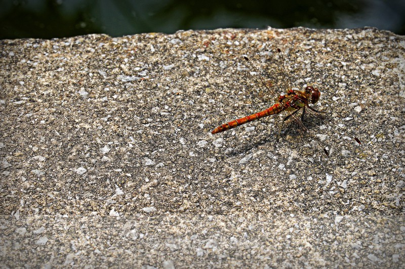 DSC09329 - Fauna