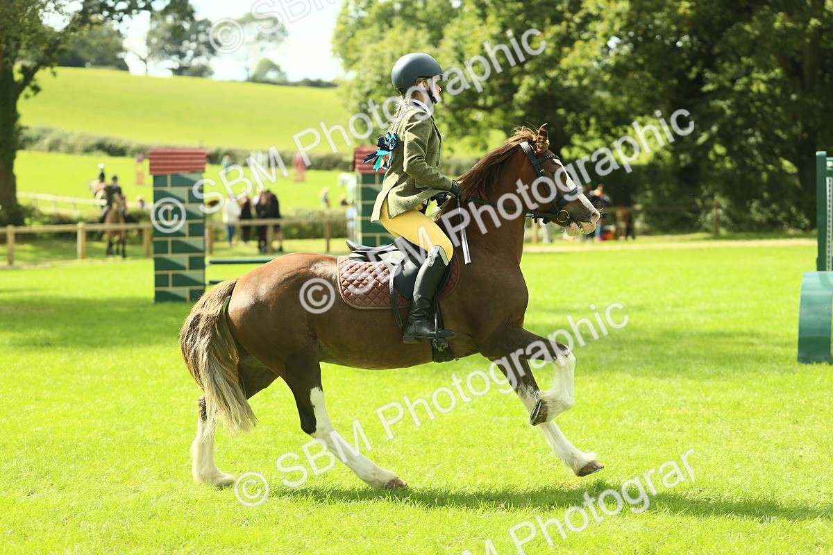 SBM_42839 - S30 - M&M Working hunter Pony