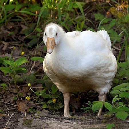 160jpg - Animals