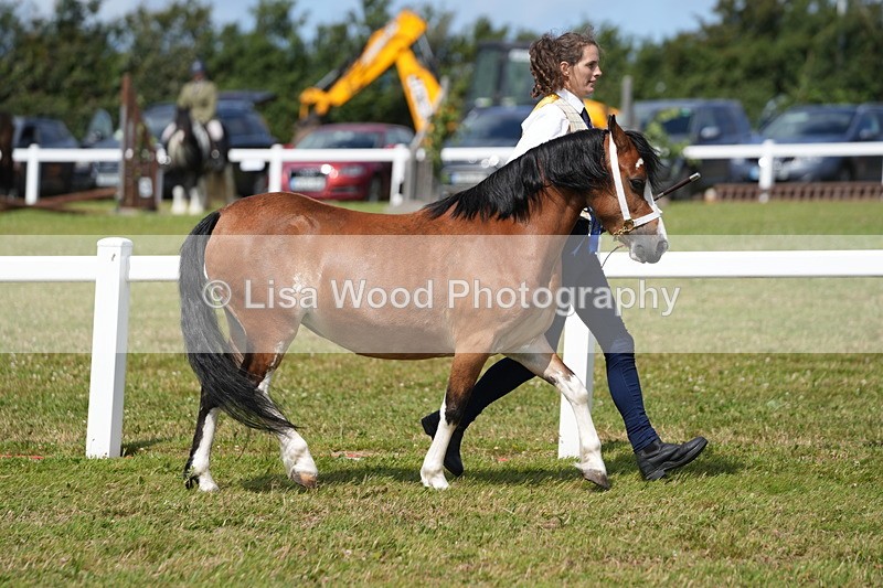 DSC05646 - Class 50: NPS M&M 4 years and over Small Breeds