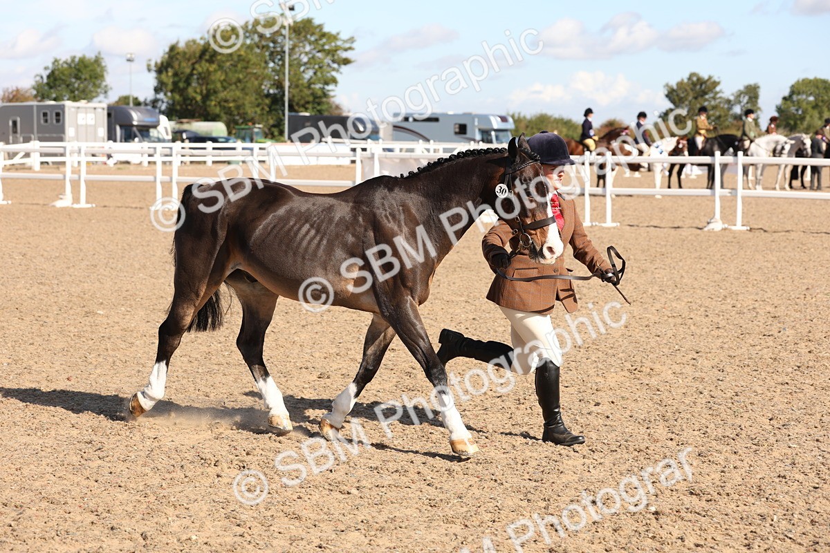 SBM_12843 - Class 205 - IH Show Pony - Show Hunter Pony