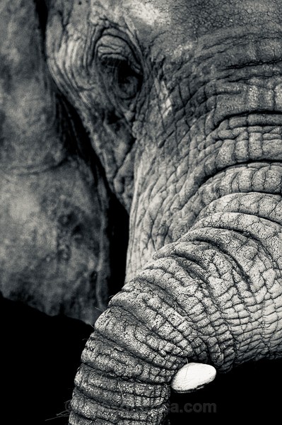 Elephant, Samburu, Kenya