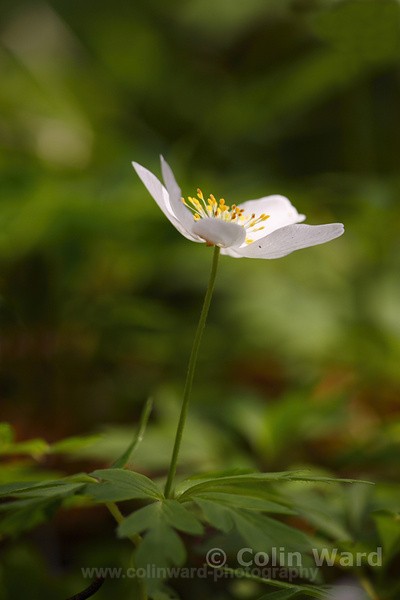 Wood Anenome Ref 1970 - macro and nature.