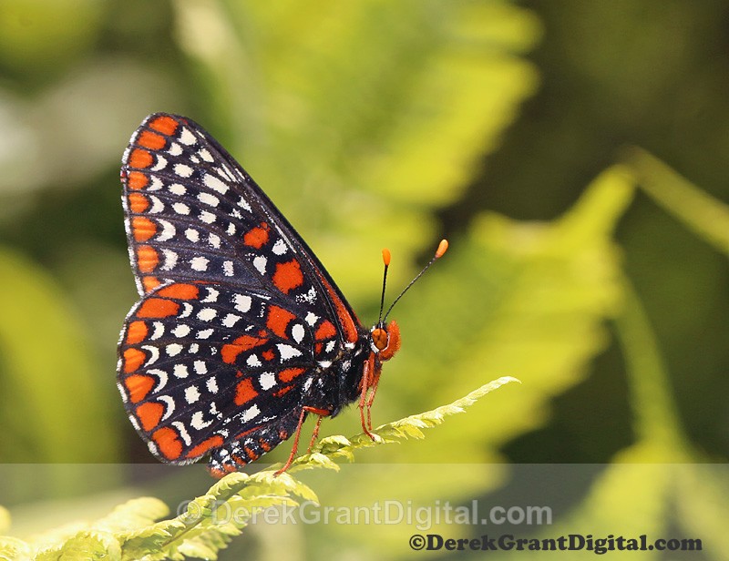 Euphydryas phaeton - Butterflies & Moths of Atlantic Canada