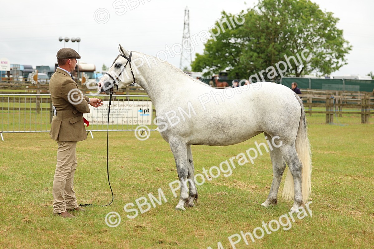 SBM_04106 - Class 64-67 - Shetland Pony In Hand