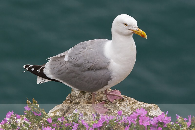 Herring Gull perched on a cliff ledge - Herring Gull