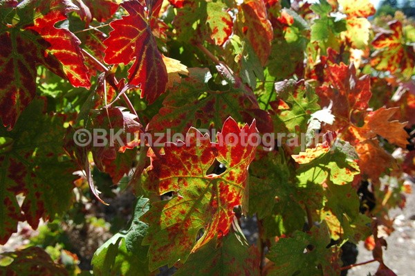  - Wine Country
