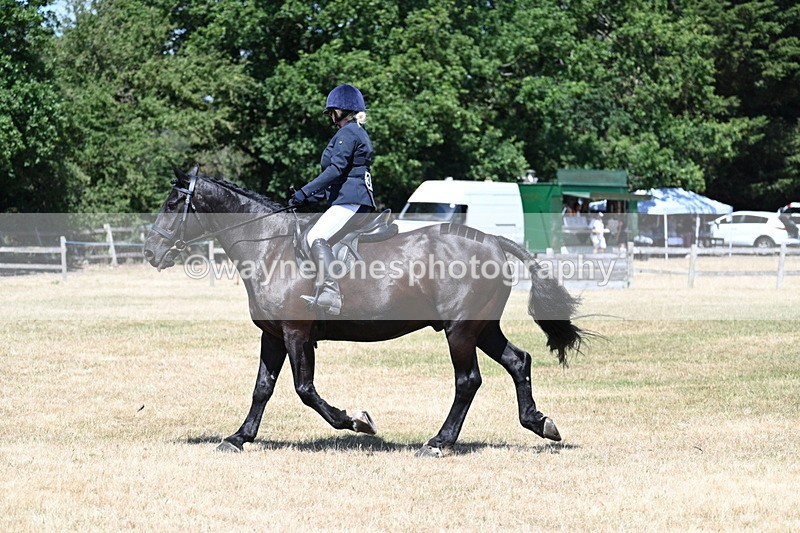 WJ7_2936 - Class 7 Riding Club Show Horse