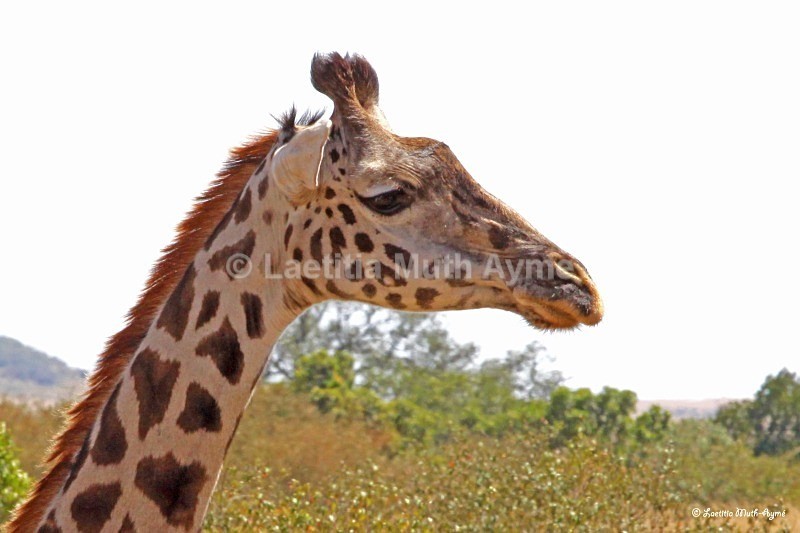 IMG_2465 Maasai Mara - Giraffes