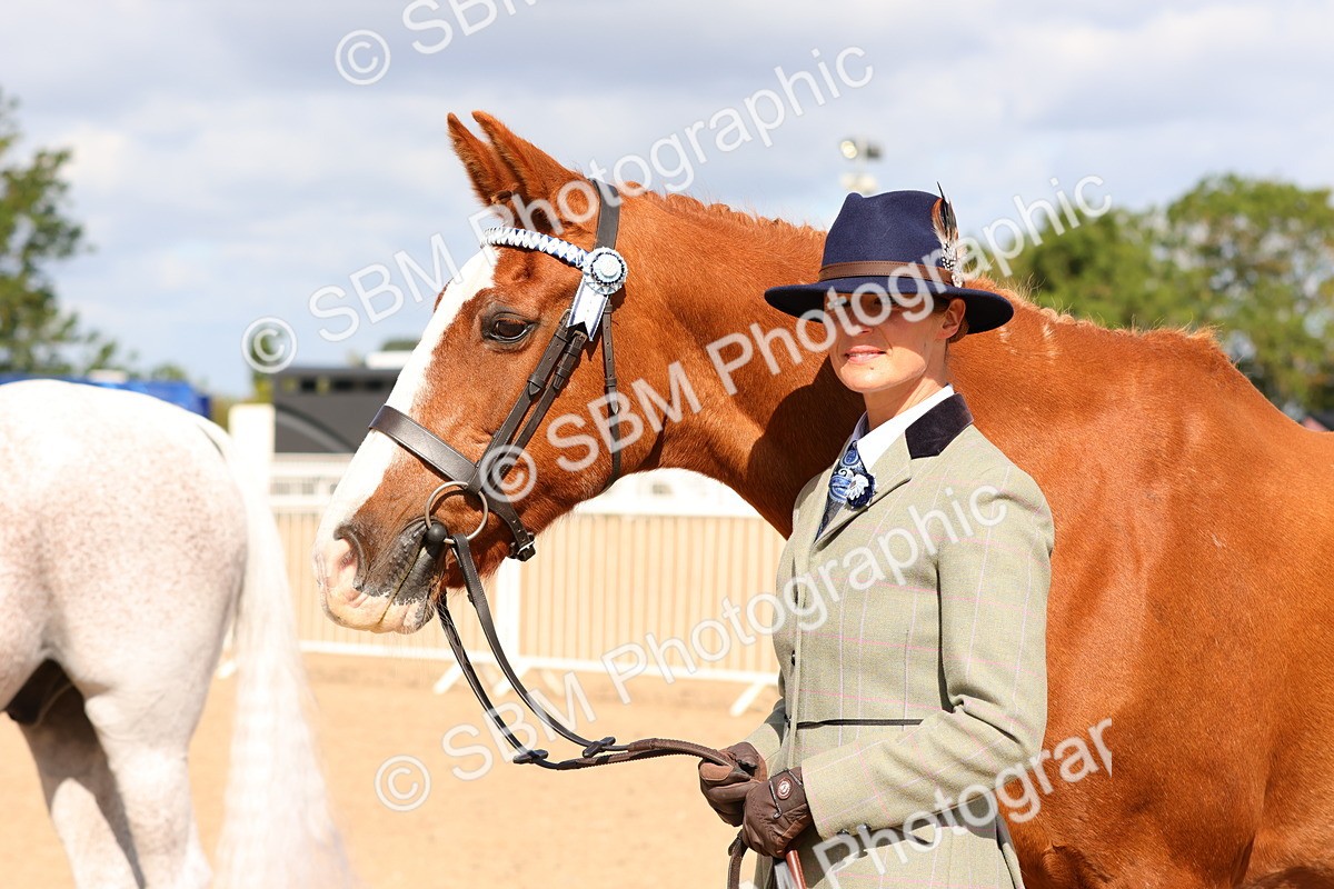 SBM_11733 - Class 208 - IH Veteran Horse