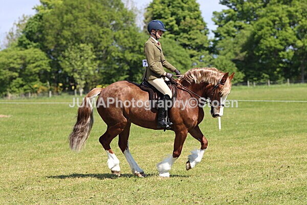 IMG_4415 - Working Hunter