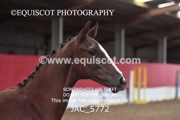 JAC_5772 - 11 Pandora of Westoak