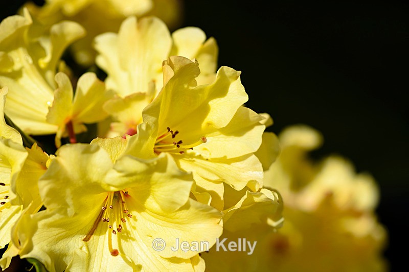 Yellow Rhododendron - DSC_7413_00006 - Yellow