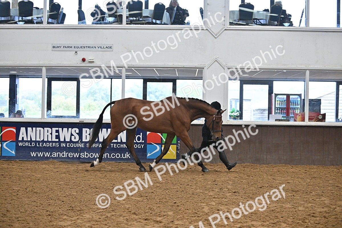 SBM_000124 - Class 6 - BSHA In Hand Racehorse to Show Horse