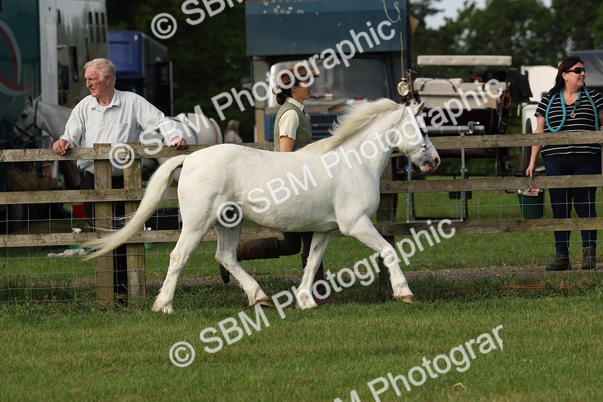 SBM_00606 - Class 6-13 - Mountatin and Moorland In Hand Welsh Breeds