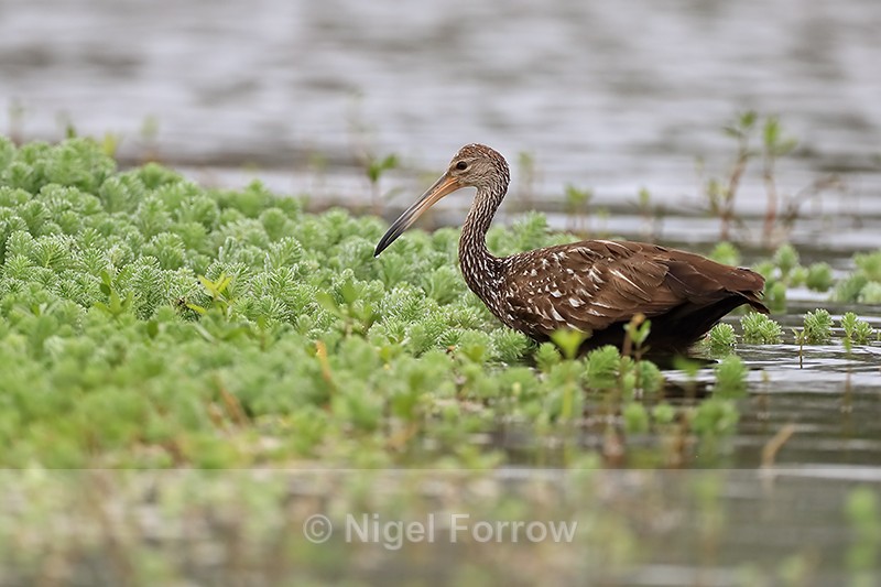 Limpkin foraging, Harns Marsh, Florida, USA - Limpkin