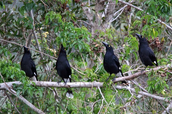  - Australian Birds