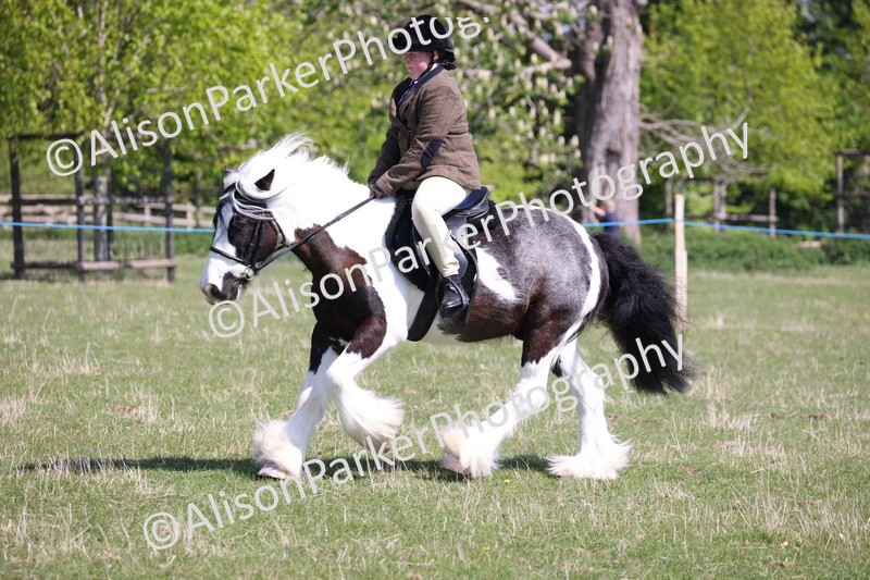 20250427-3225 - Class 33 - Best Pony 14.2hh and Under