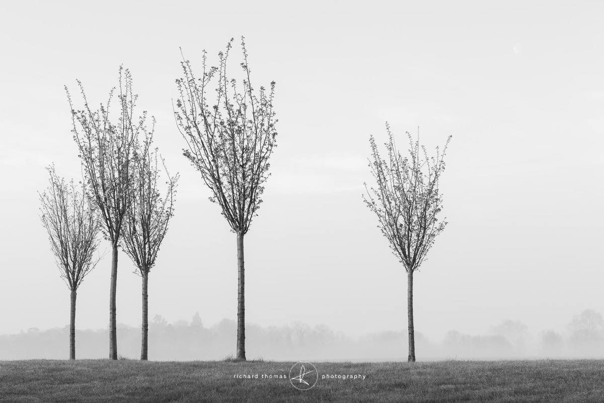 Five broomsticks - Mono Mist Trees