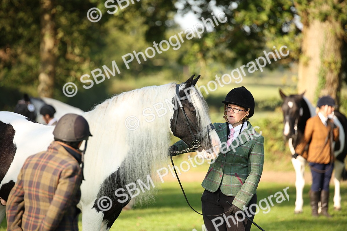 SBM_58724 - S51 - Piebald & Skewbald Horse In Hand