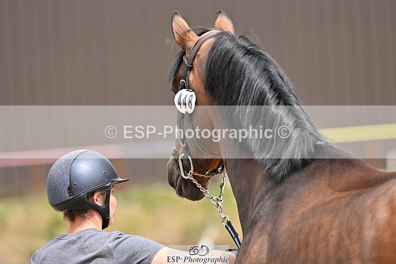 250716-145040-01446 - Trot Up 2.30 to 3.30